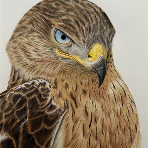 Hawk Print