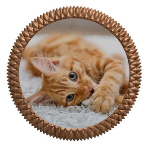 May include: A circular wall decoration featuring a bronze-coloured frame with a textured, spiked edge. The centre displays a photograph of an orange tabby kitten lying on a white, shaggy surface, looking directly towards the viewer with wide eyes.