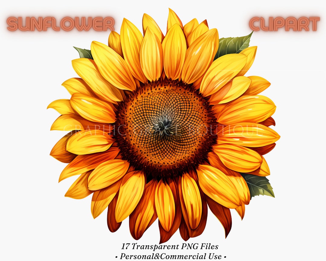 Watercolor Sunflower Clipart Bundle: PNG Floral Bouquets (commercial ...