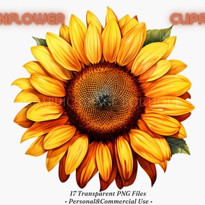 Tournesol aquarelle Clipart Bundle - Bouquets de fleurs PNG, art numérique, conception graphique, art imprimable, scrapbooking, utilisation commerciale complète