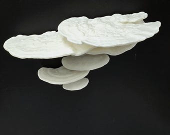 Fungi-tional Shelf
