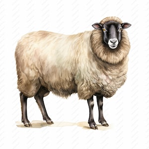 Clipart di pecore - 10 JPG di alta qualità, album di ritagli, artigianato digitale, pianificatori digitali, diario spazzatura, uso commerciale, download istantaneo
