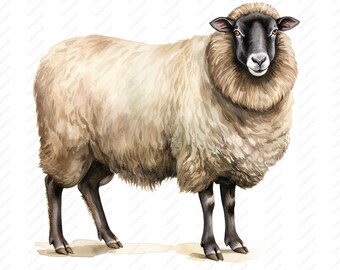 Sheep Watercolor Clipart – Farm Animal JPG Images (Digital Download)