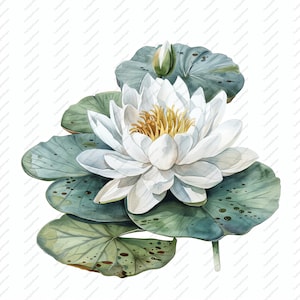 10 White Water Lilly Watercolour Clipart - High Quality JPGs, Scrapbooks, Digital Craft, Digital Planners, Junk Journal, Instant Download