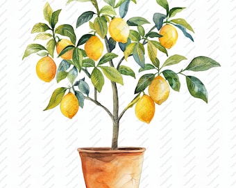May include: A potted lemon tree with green leaves and yellow lemons. The tree is in a terracotta pot with a rough texture.