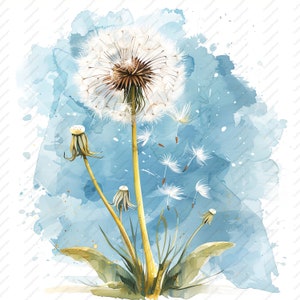 Dandelion Floral Clipart - 10 wysokiej jakości plików JPG, albumy, cyfrowe rzemiosło, cyfrowe planery, dziennik śmieci, zastosowanie komercyjne, natychmiastowe pobieranie