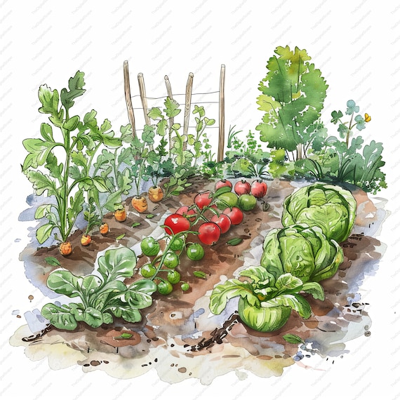 野菜畑の水彩画クリップアート – 農場直送の新鮮な野菜（JPG、即時