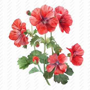 May include: Watercolour painting of a cluster of red geranium flowers with green leaves. The flowers are in various stages of bloom, with some fully open and others still in bud.