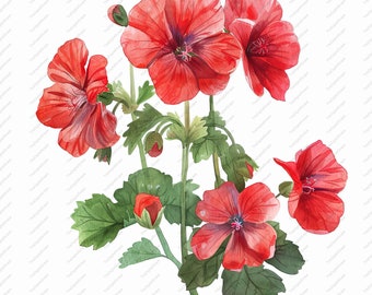 May include: Watercolor painting of a cluster of red geranium flowers with green leaves. The flowers are in various stages of bloom, with some fully open and others still in bud.