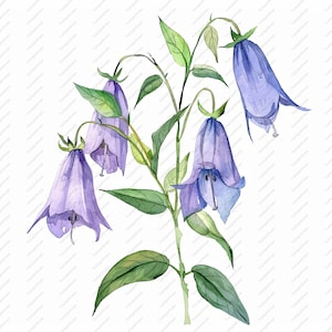 10 Bellflower Watercolour Floral Clipart - High Quality JPGs, Scrapbooks, Digital Craft, Digital Planners, Junk Journal, Instant Download