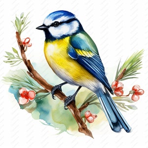 Clipart mésange bleue - 10 fichiers JPG de haute qualité, albums de coupures, créations numériques, agendas numériques, journal indésirable, usage commercial, téléchargement immédiat