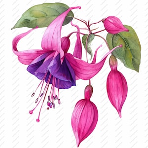 10 Fuchsia Flower Watercolour Clipart - High Quality JPGs, Scrapbooks, Digital Craft, Digital Planners, Junk Journal, Instant Download