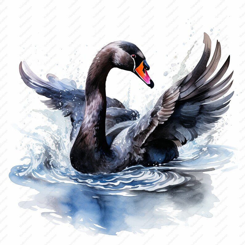 Black Swan Watercolor Clipart – High Quality Jpgs, Commercial Use ...