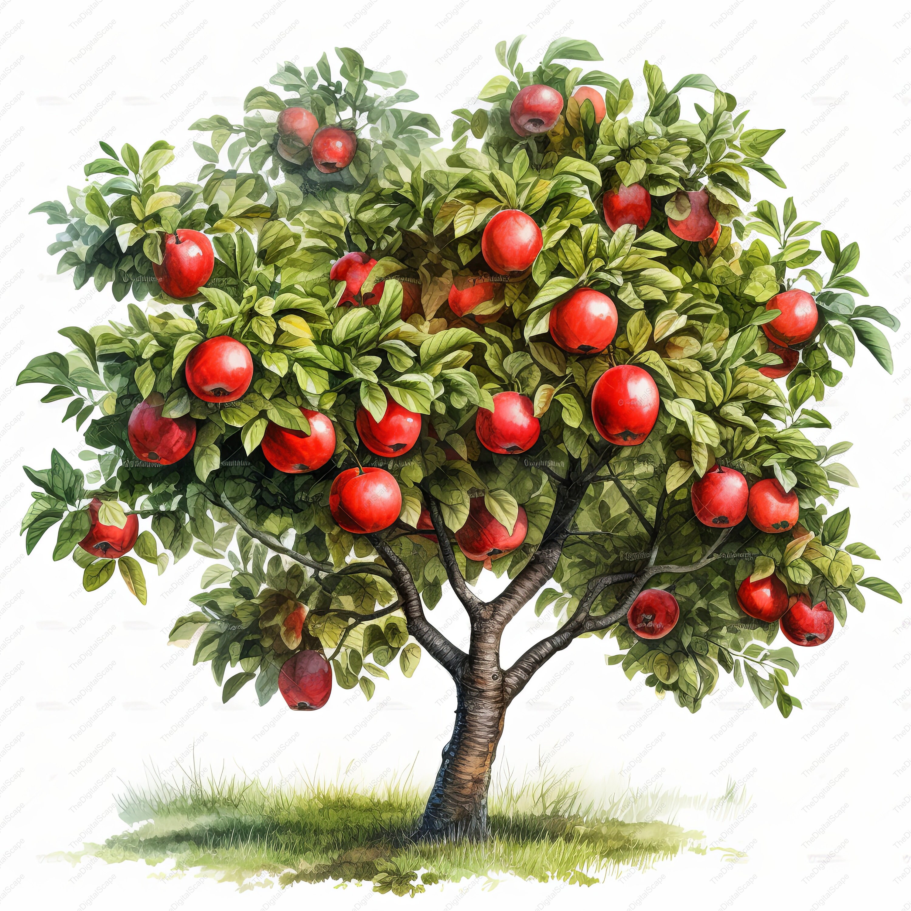 Apple Tree Clipart – High Quality Jpgs, Commercial Use (instant ...