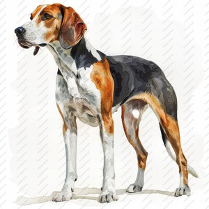 Puede incluir: Pintura a la acuarela de un perro tricolor, negro, marrón y blanco. El perro está representado de pie, con un hocico largo y orejas caídas. La obra de arte está sobre un fondo blanco liso.