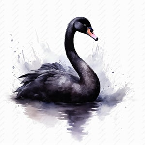 Black Swan Watercolor Clipart – High Quality Jpgs, Commercial Use ...