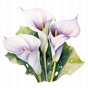 Calla Lily Clipart - 10 JPGs de alta qualidade, álbuns de recortes, artesanato digital, planejadores digitais, lixo eletrônico, uso comercial, download instantâneo