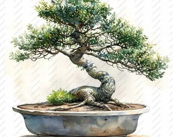 May include: A bonsai tree with a thick, twisted trunk and green leaves in a gray ceramic pot. The tree is in a classic bonsai style with a curved trunk and branches that reach out in all directions.