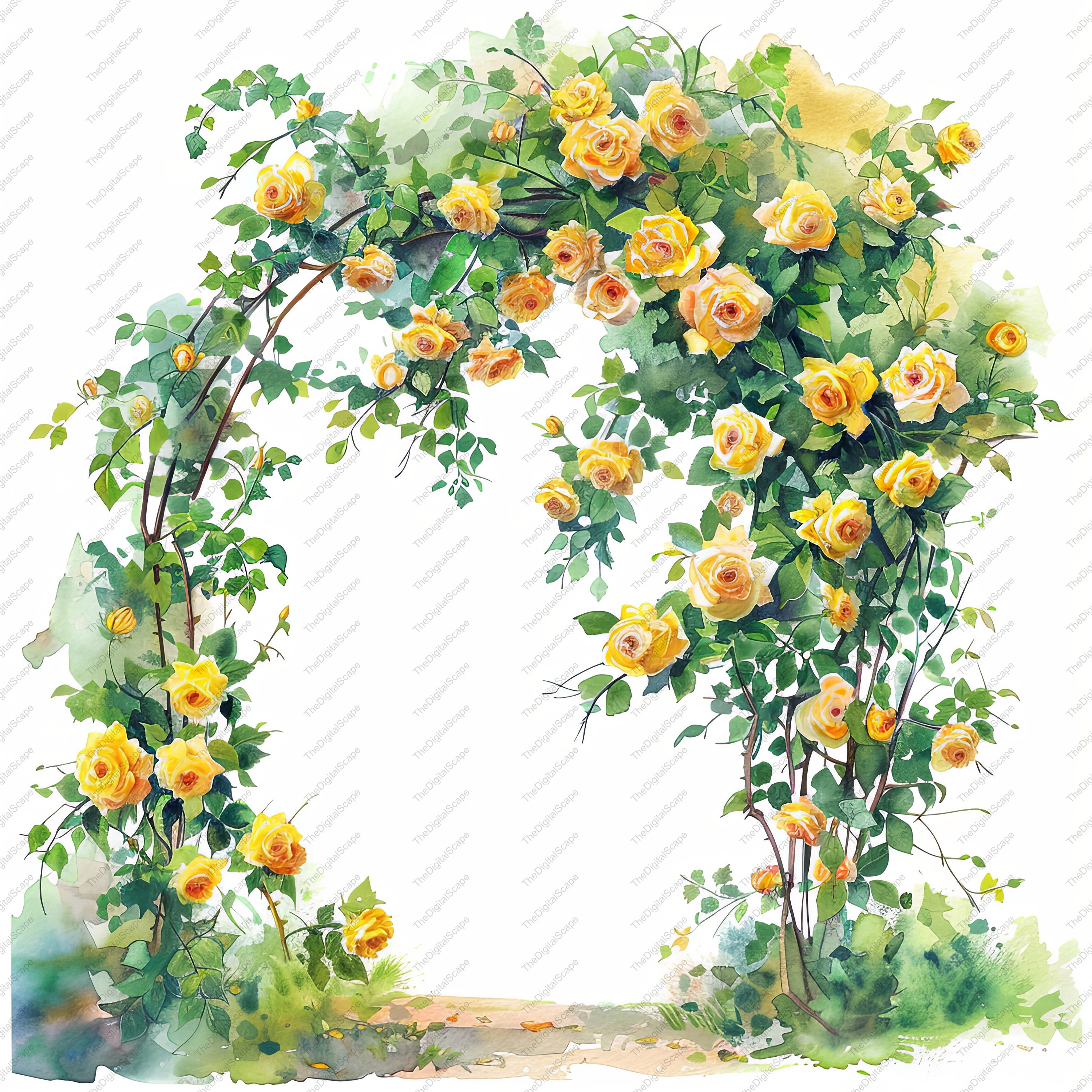 Arched Roses Drawing Yellow Rose Arch Watercolor Clipart - Floral JPG Set (instant Download ...