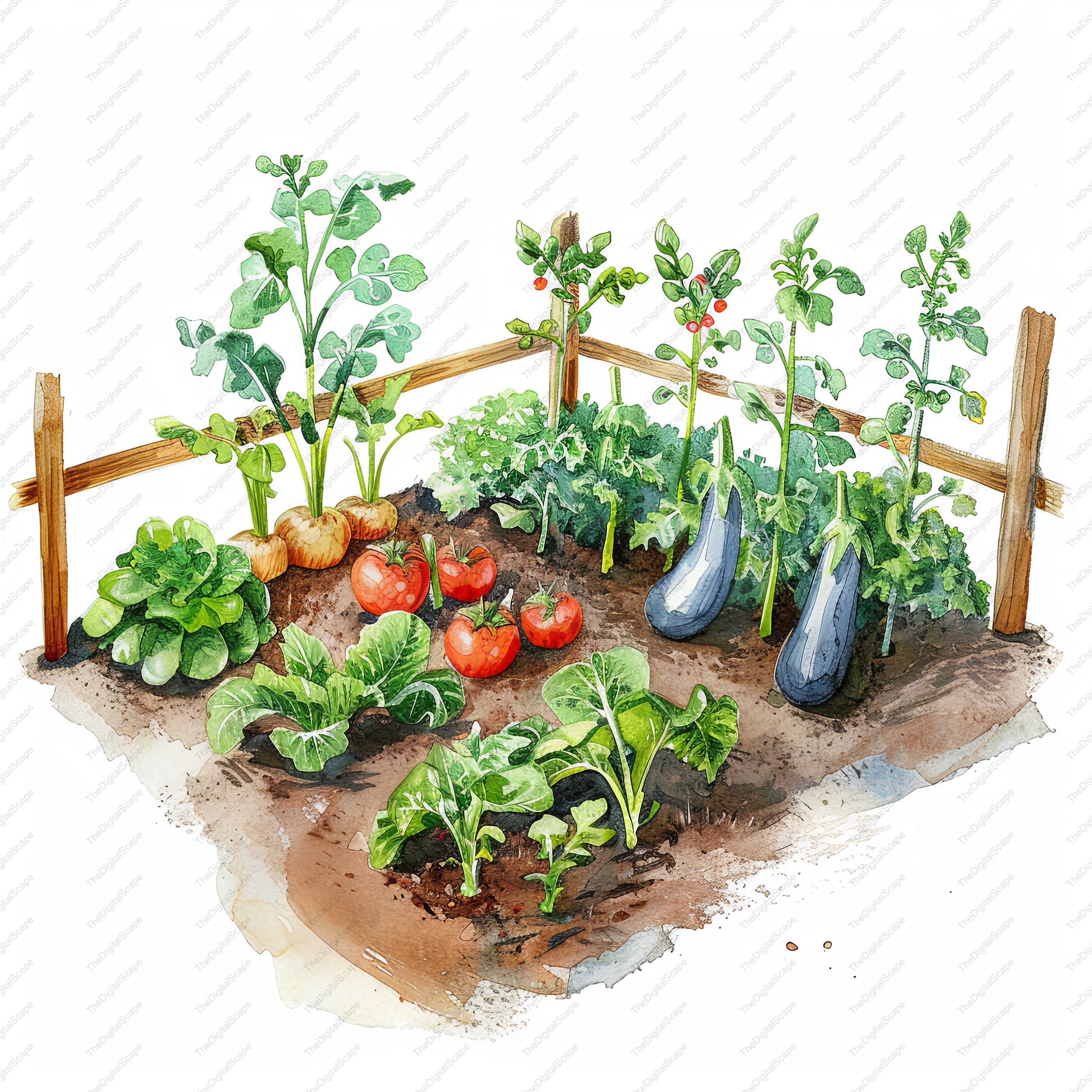 野菜畑の水彩画クリップアート – 農場直送の新鮮な野菜（JPG、即時
