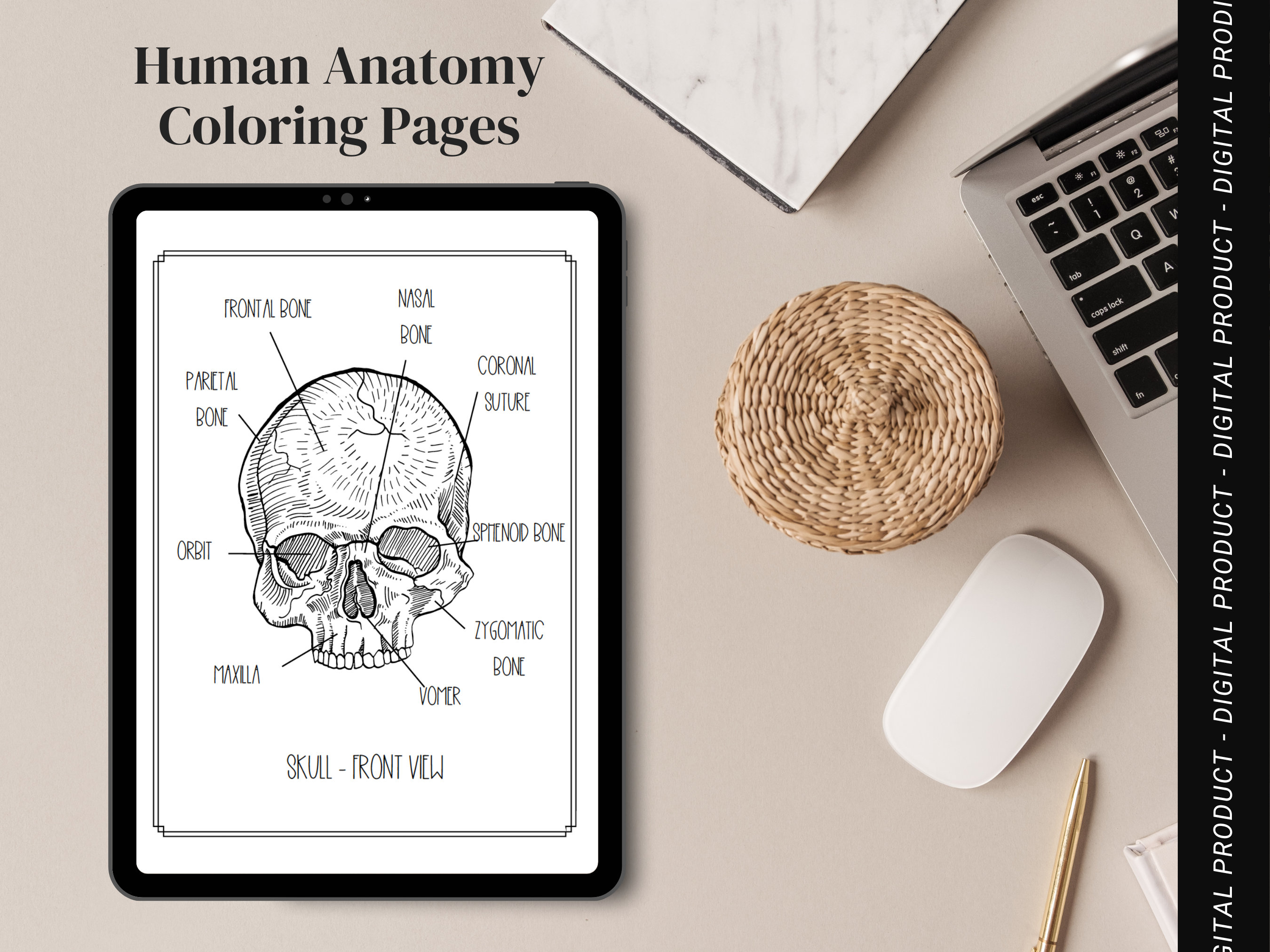 20+ ANATOMY COLORING PAGES, Printable Coloring Book, Coloring Pages ...