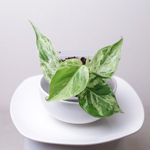 Variegated Philodendron hederaceum Rooted Starter Plant