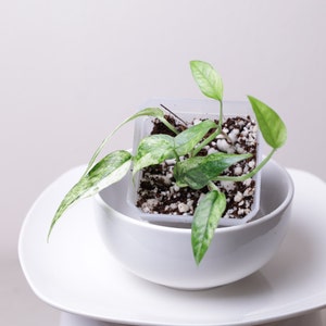 Mint Variegated Epipremnum pinnatum Rooted Starter Plant