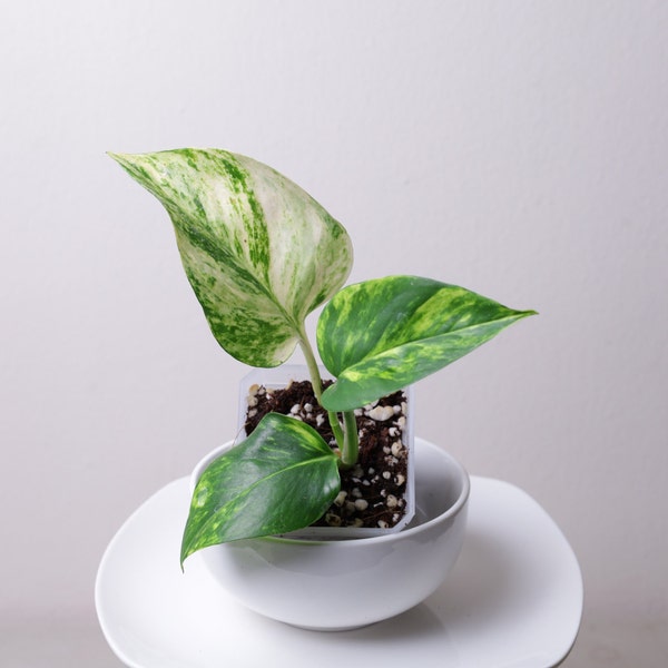 Teruno Valencia Epipremnum aureum Pothos (Japan) Rooted Starter Plant