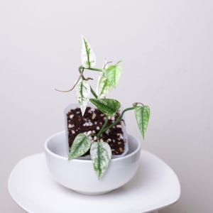 Cebu Blue Ghost Variegated Epipremnum pinnatum Rooted Starter Plant