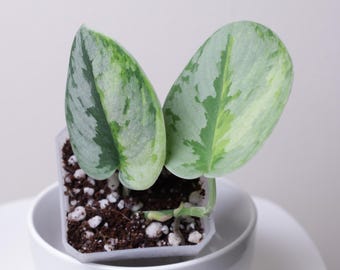 Rare Scindapsus Yupa Variegated | US Seller | New Growth | Exact