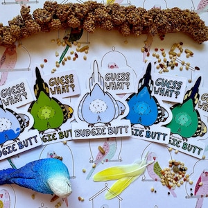 May include: Five colorful stickers with a cartoon budgie on each. The budgies are in different poses and have the text "Guess What?" on each sticker. The stickers are on a white background with a variety of bird toys and millet.