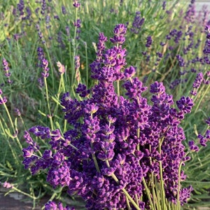 Dried English Lavender Bundle with Decorative Twine