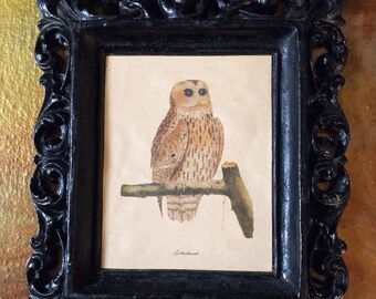 Vintage Black Painted Wooden Framed Owl Print