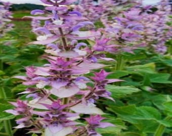 Clary Sage -35 Seeds - Organic - Drought Tolerant - Non Gmo - S Sclarea