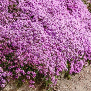May include: A dense ground cover of small, vibrant purple flowers. The blossoms create a carpet-like effect, with a mix of green foliage peeking through. The flowers are in full bloom, creating a visually appealing display.