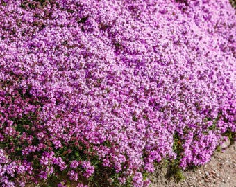 Creeping Thyme - 5000 Seeds - Groundcover - Purple flowers - Thymus Serpyllum