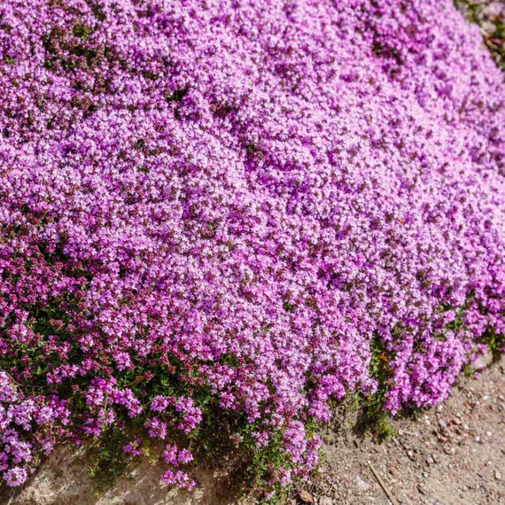 5000 Creeping Thyme - 5000 Seeds - Groundcover -  Purple flowers - Thymus Serpyllum