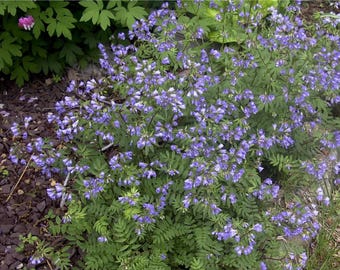 May include: A vibrant cluster of blue flowers with white accents, set against a backdrop of lush green foliage. The plant's delicate blooms create a striking contrast with the textured leaves, showcasing a natural garden scene.