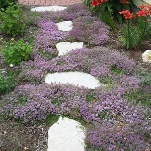 以下が含まれることがあります： 大きな白い飛び石が、低く育つ紫色の花を咲かせる植物の間を縫うように進む庭の小道。緑の葉と赤い花が背景に見え、自然で魅力的な風景を作り出しています。