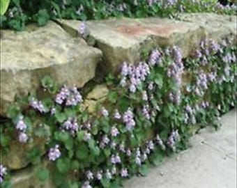 Kenilworth Ivy - 50 Seeds - Ground Cover - Vine - Shade.