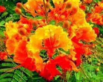 Caesalpinia Pulcherrima - 5 Seeds - Also known as peacock flower, Barbados pride