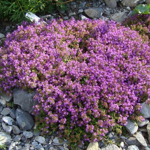 以下が含まれることがあります： 鮮やかな紫色の花を咲かせた植物、おそらくタイムのクローズアップ。小さくまとまった花が特徴です。植物はグレーと白の岩に囲まれ、自然な庭の環境を作り出しています。花は濃い紫の色合いです。