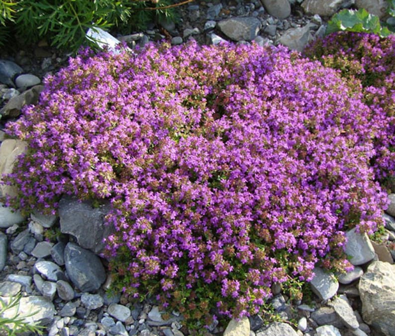 以下が含まれることがあります： 鮮やかな紫色の花を咲かせた植物、おそらくタイムのクローズアップ。小さくまとまった花が特徴です。植物はグレーと白の岩に囲まれ、自然な庭の環境を作り出しています。花は濃い紫の色合いです。