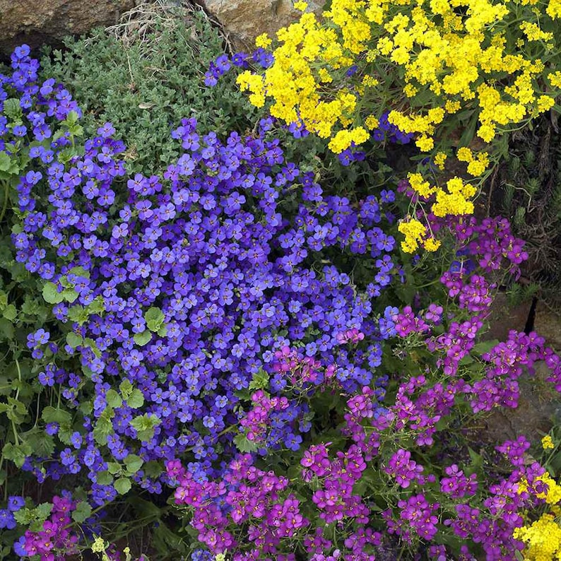 以下が含まれることがあります： さまざまな花でいっぱいの花壇のクローズアップ。画像には、紫、黄色、マゼンタの花の密集したクラスターが写っています。緑の葉がカラフルな花を背景にし、花の配置に視覚的に魅力的なコントラストを生み出しています。