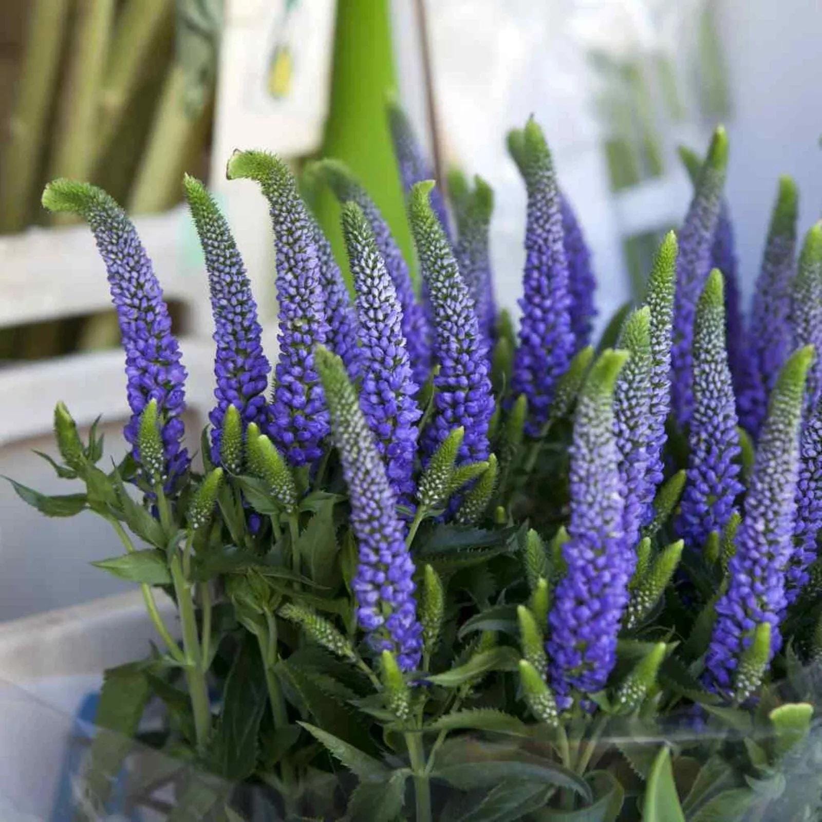 Veronica Speedwell - 35 Seeds - Violet Blue - Perennial - V