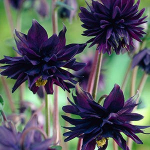 Columbine Black Barlow - 10 Seeds - Gothic - Attracts hummingbirds -.Aquilegia vulgaris