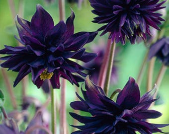 Columbine Black Barlow - 8 Seeds - Gothic - Attracts hummingbirds -.Aquilegia vulgaris