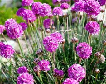 Sea Thrift - 25 Seeds - Sea Pink - Drought Tolerant - Armeria Maritima