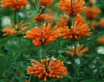 Lion’s Ear -Klip Dagga -20 Organic Seeds - Hummingbird Magnet - Non GMO -