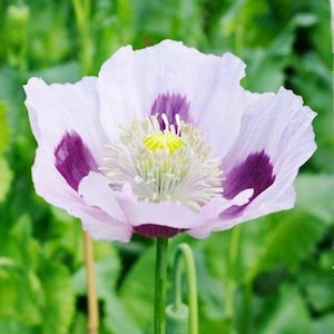 Poppy Blue Moon - 100 seeds - White with Blue Purple Blotches - P. Somniferum